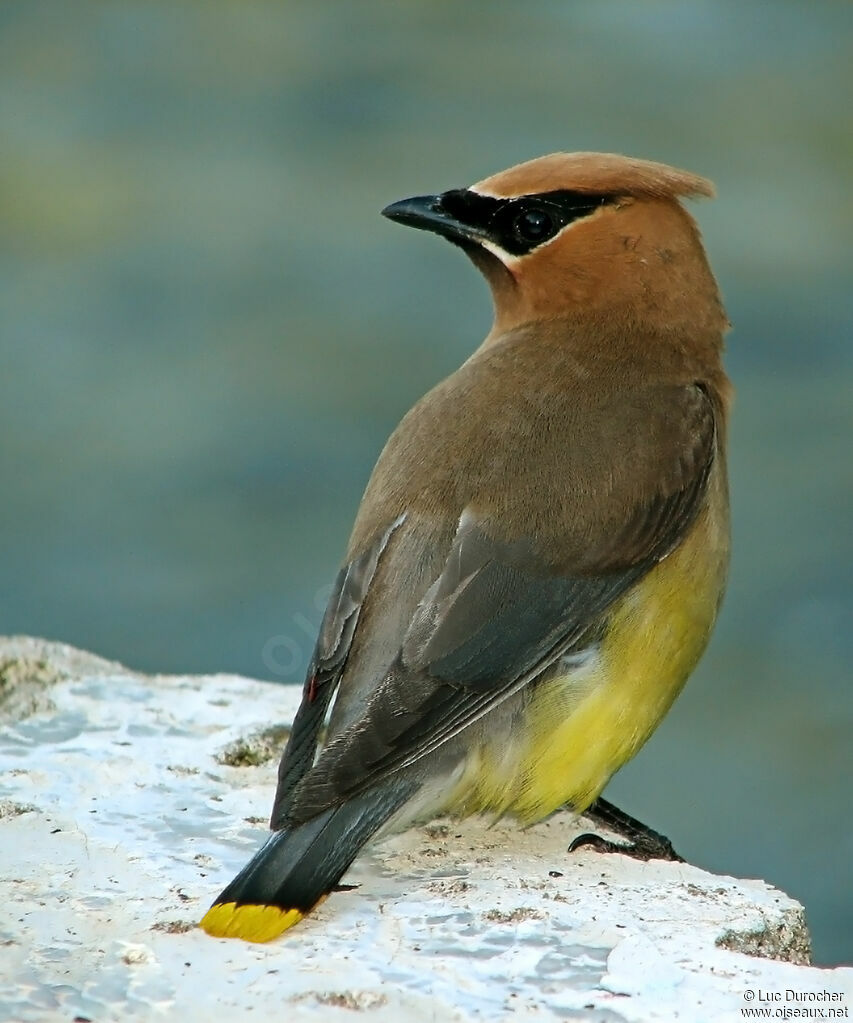 Cedar Waxwing