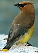 Cedar Waxwing