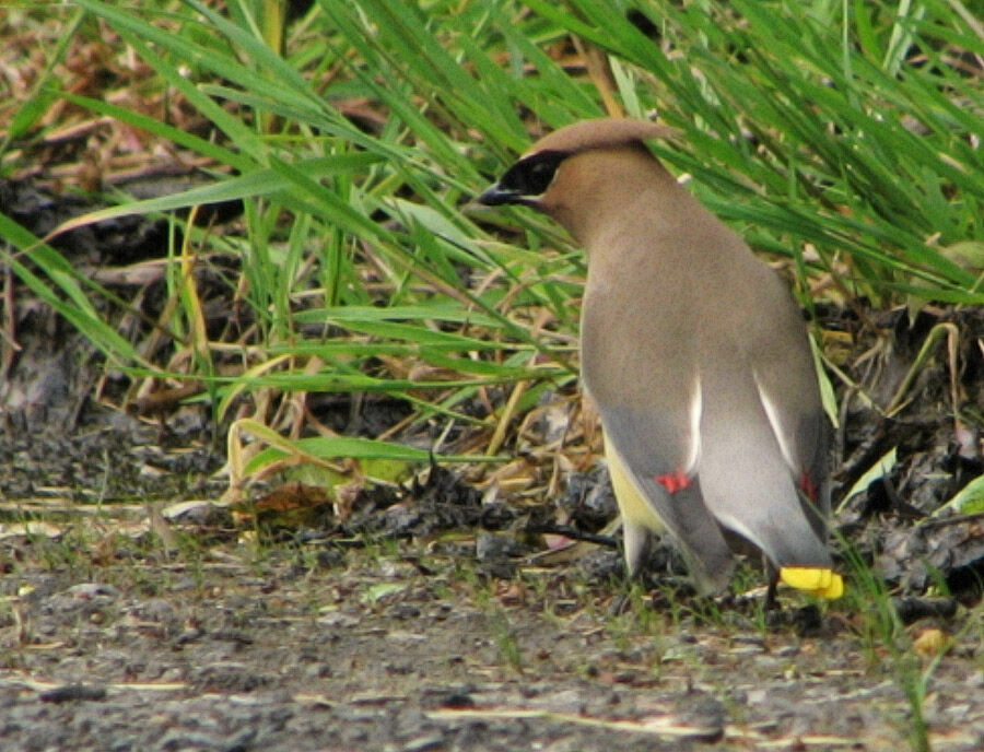 Cedar Waxwing