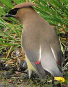 Cedar Waxwing