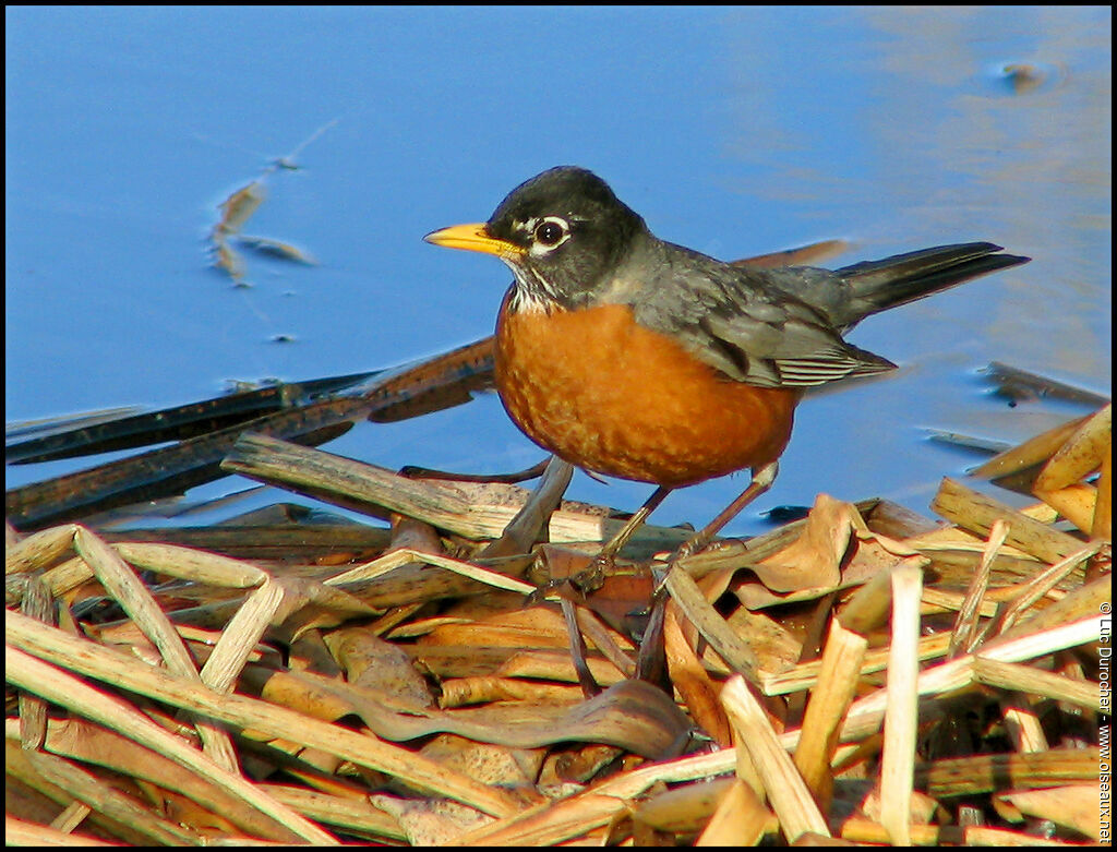 American Robin