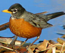 American Robin