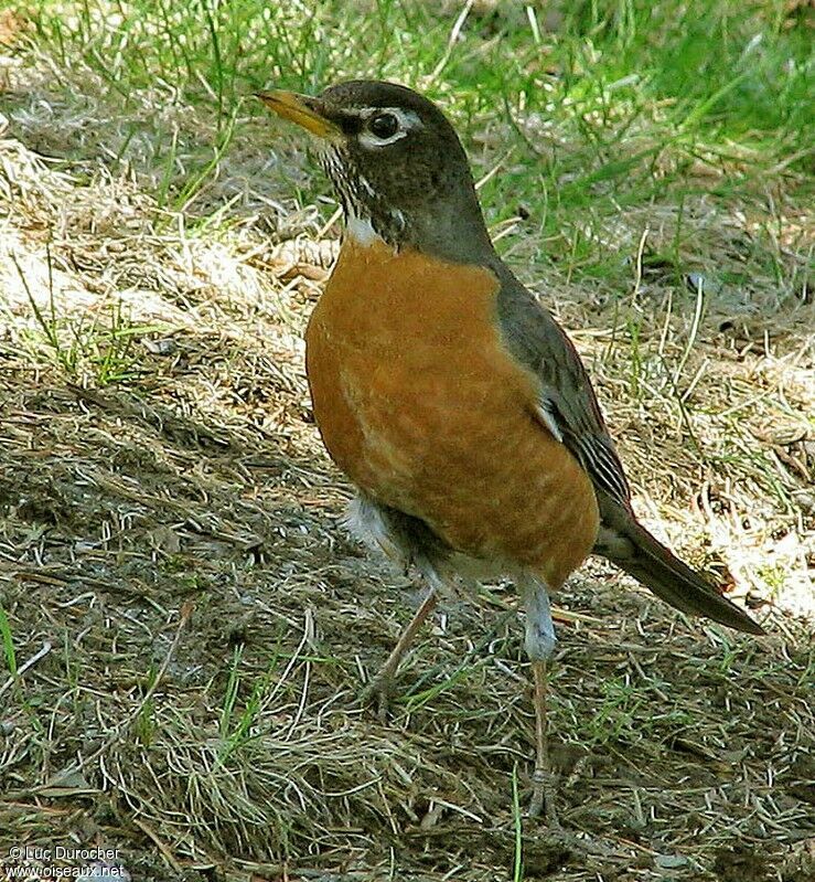 American Robin