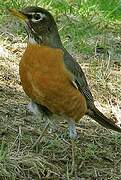 American Robin