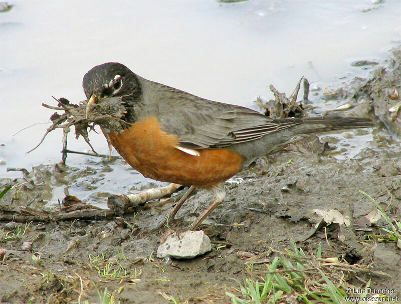 American Robin