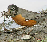 American Robin