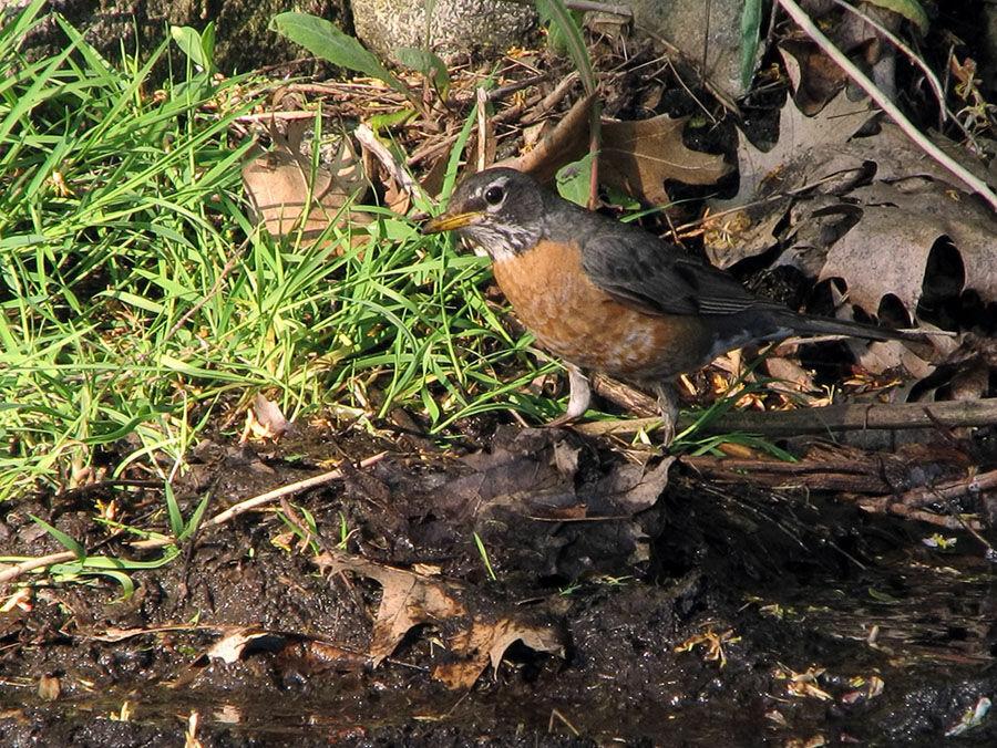 American Robin