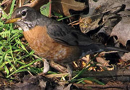 American Robin