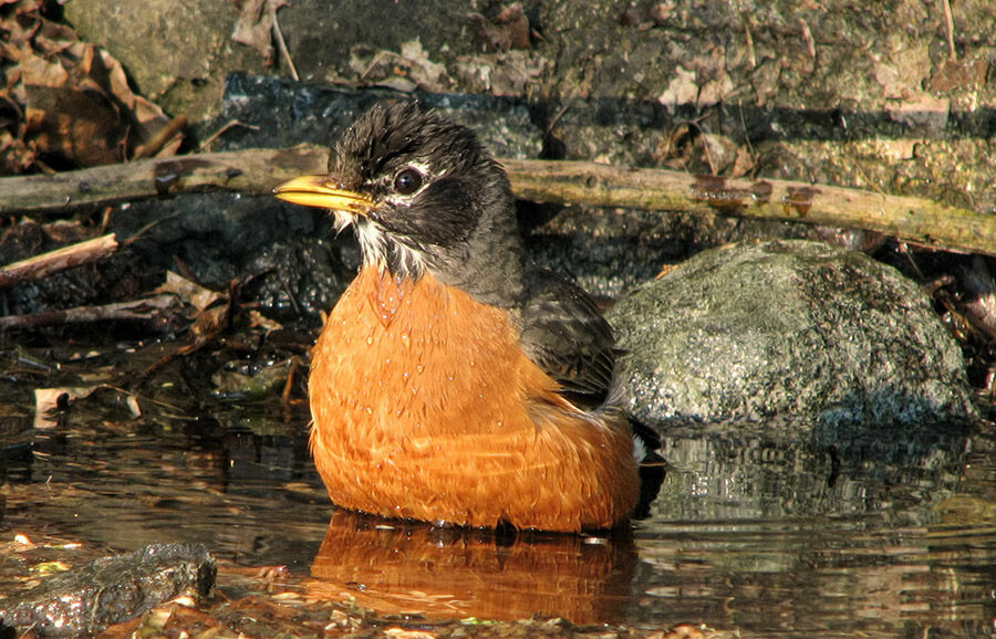 American Robin