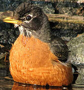 American Robin