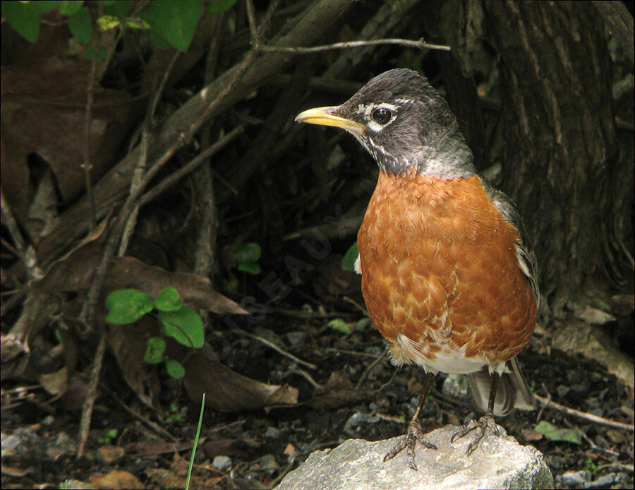 American Robin