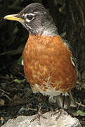 American Robin