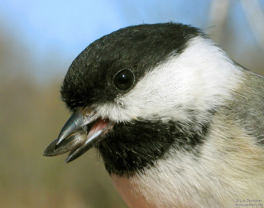 Mésange à tête noire