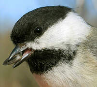 Black-capped Chickadee