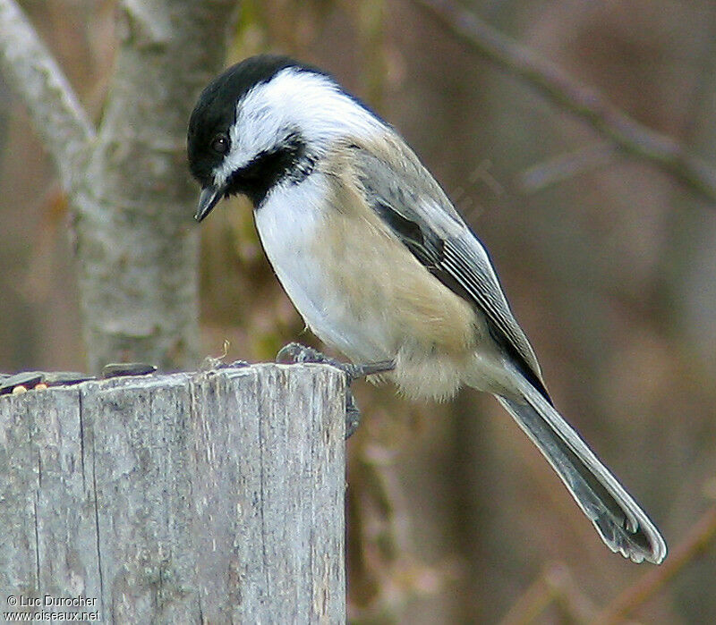 Black-capped Chickadee