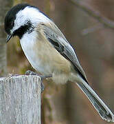 Black-capped Chickadee