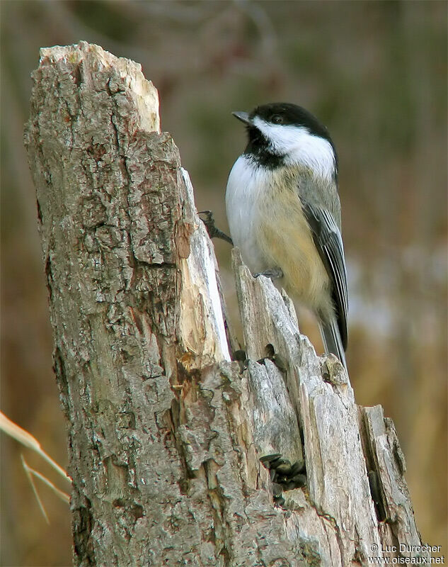 Mésange à tête noire