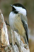 Black-capped Chickadee