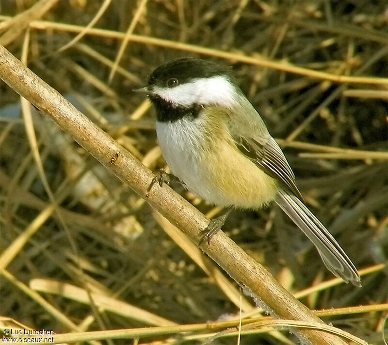 Mésange à tête noire