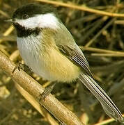 Black-capped Chickadee