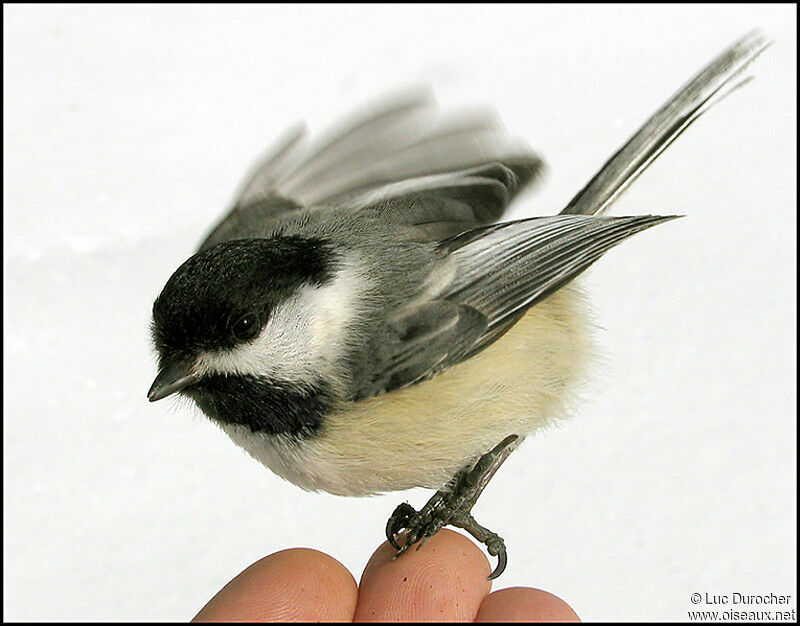 Mésange à tête noire