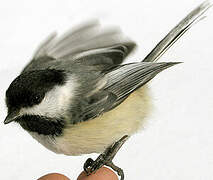 Black-capped Chickadee