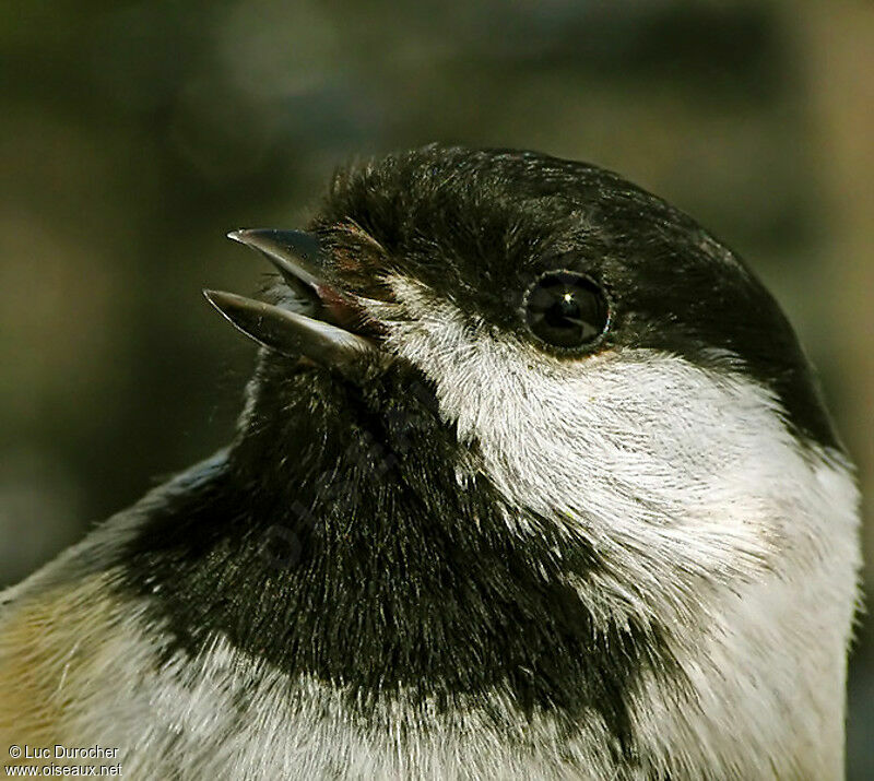 Black-capped Chickadee