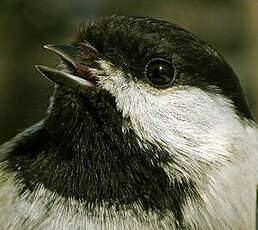 Mésange à tête noire