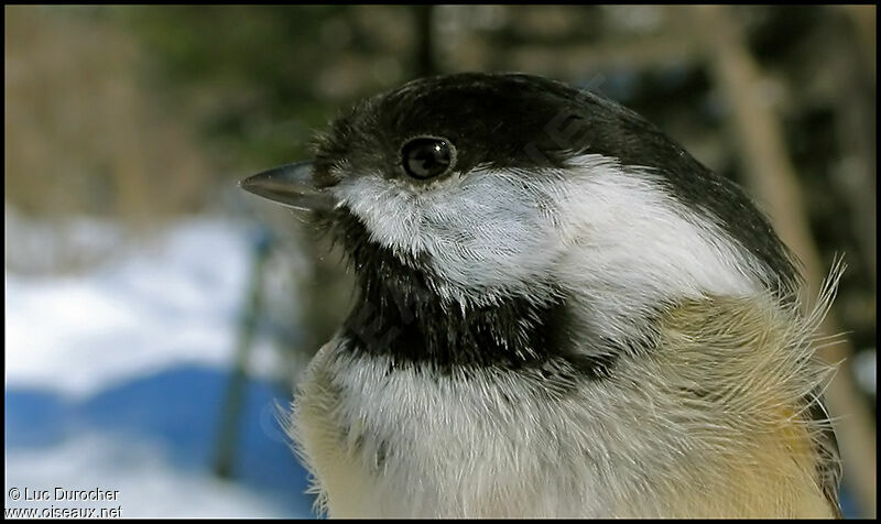 Mésange à tête noire