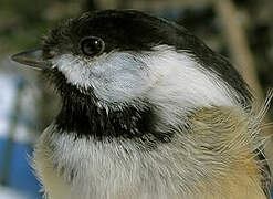 Black-capped Chickadee