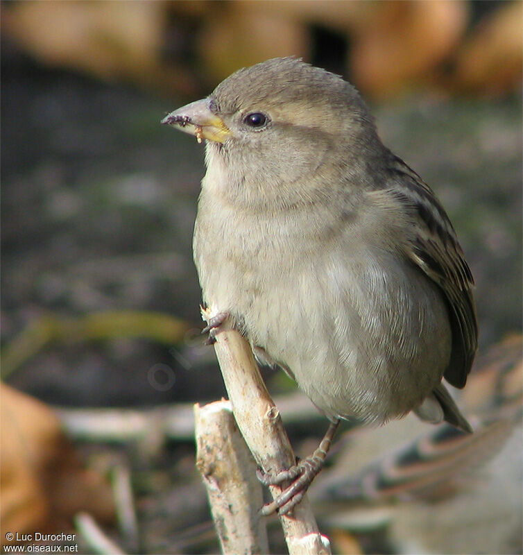 House Sparrow