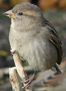 House Sparrow