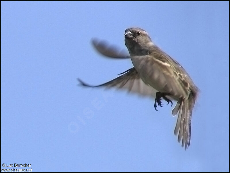 Moineau domestique