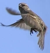 House Sparrow