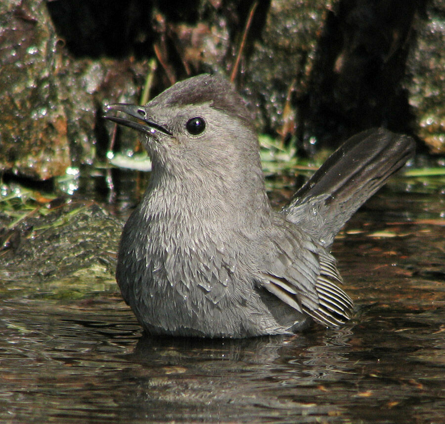 Grey Catbird