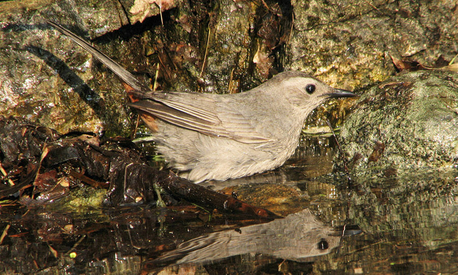 Grey Catbird