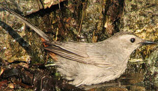 Grey Catbird