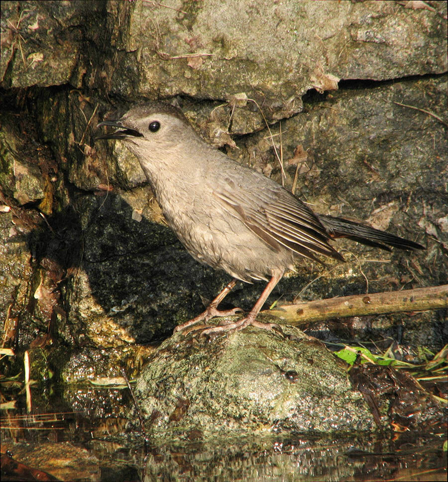 Grey Catbird