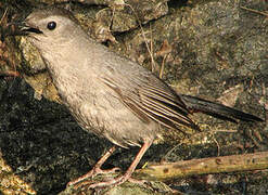 Grey Catbird