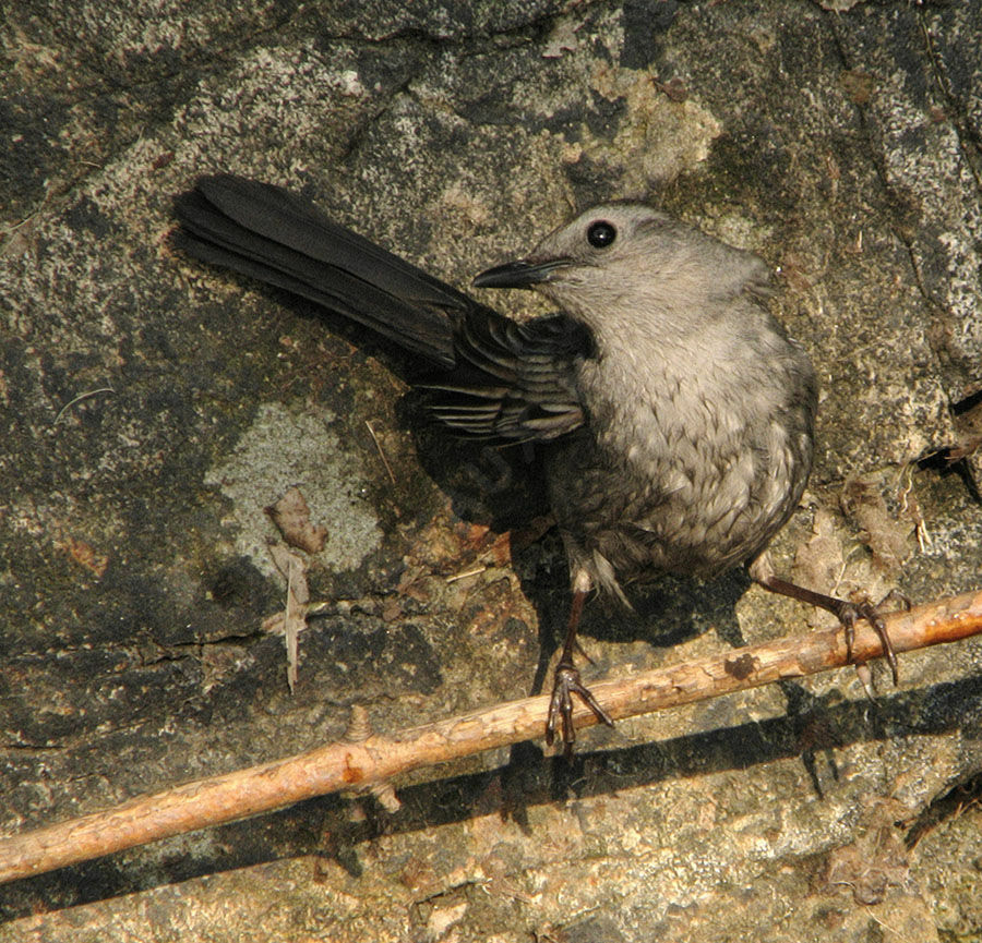 Grey Catbird