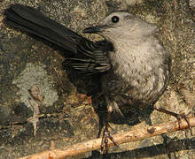 Grey Catbird