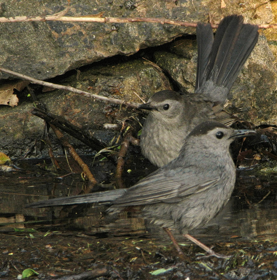 Grey Catbird