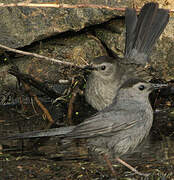 Grey Catbird
