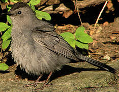 Grey Catbird