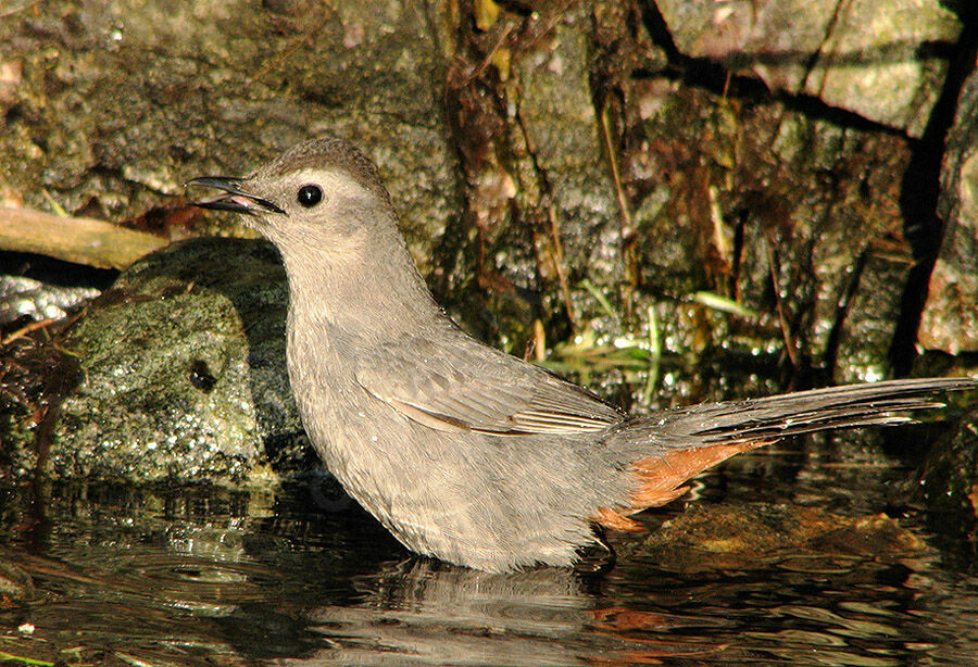 Grey Catbird