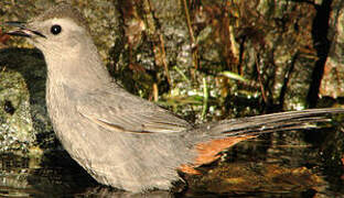 Grey Catbird