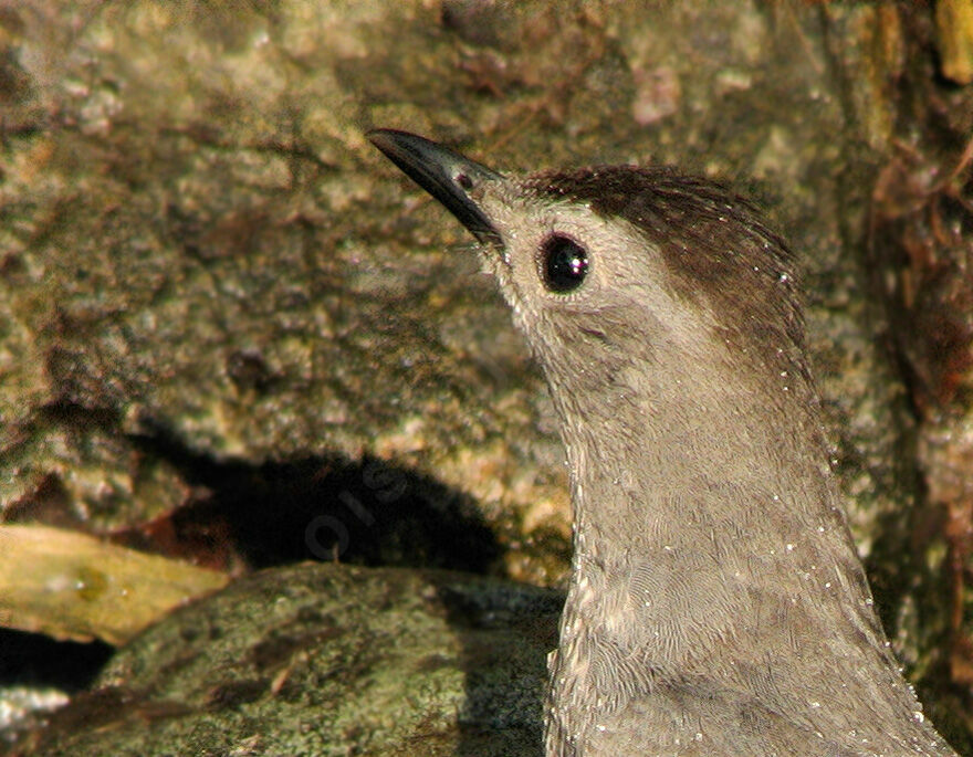 Grey Catbird