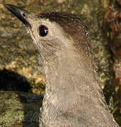 Grey Catbird