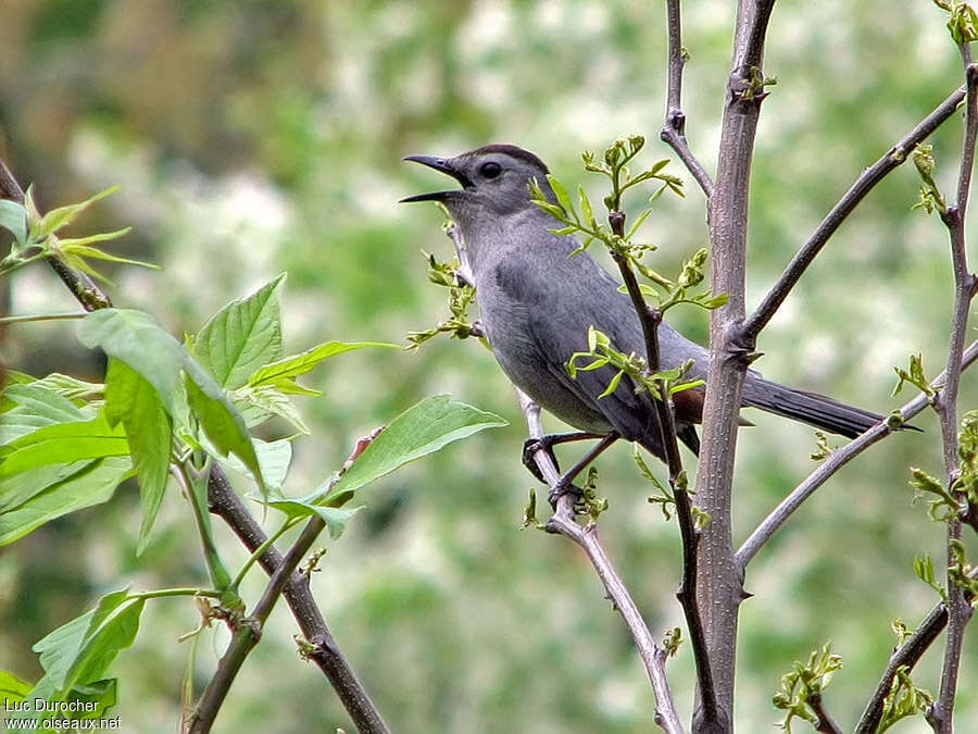 Moqueur chatadulte, habitat, pigmentation, chant