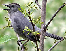 Grey Catbird